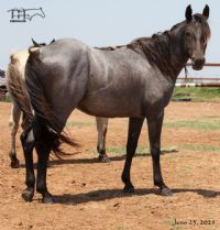 Blues Taffy's 2019 Blue Roan Filly